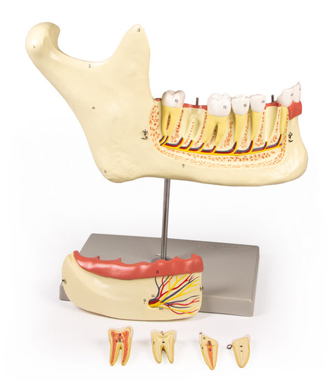 Maxilar inferior, 6 piese