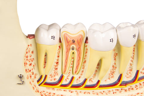 Maxilar inferior, 6 piese
