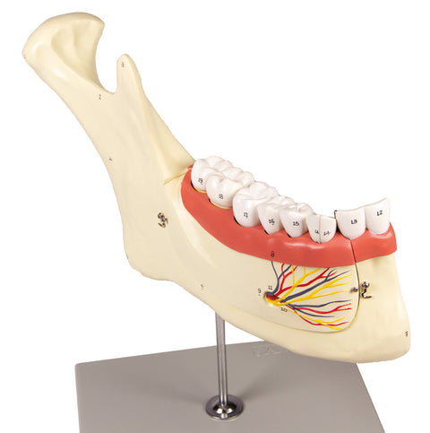 Maxilar inferior, 6 piese