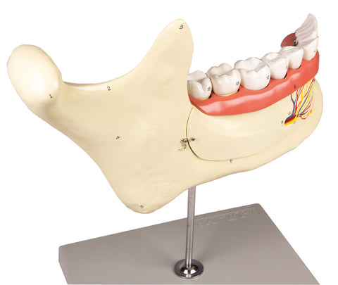 Maxilar inferior, 6 piese