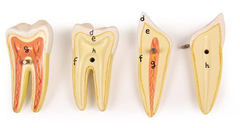 Maxilar inferior, 6 piese