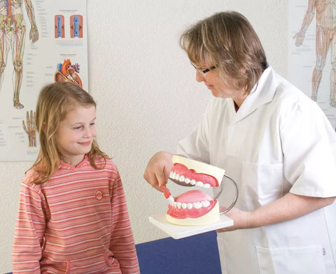 Model igienă orală 3 ori mărime naturală