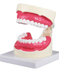 Model igienă orală 1,5 ori mărime naturală