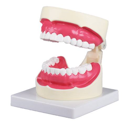 Model igienă orală 1,5 ori mărime naturală