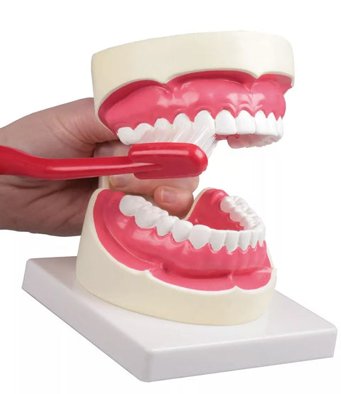Model igienă orală 1,5 ori mărime naturală