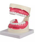 Model igienă orală 1,5 ori mărime naturală