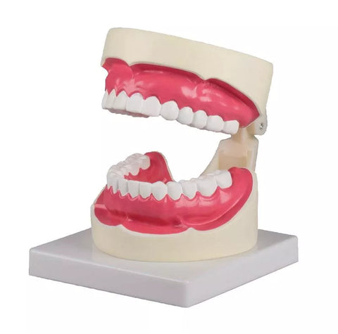 Model igienă orală 1,5 ori mărime naturală
