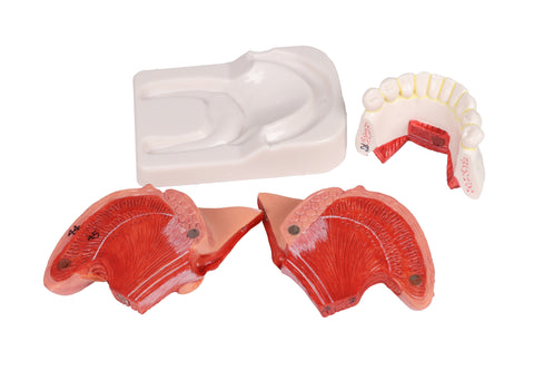 Tongue and teeth model, life size, 4-part
