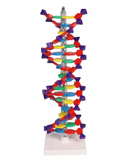 Dublu helix ADN