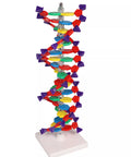 Dublu helix ADN