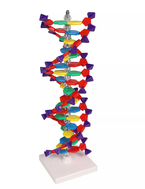 Dublu helix ADN