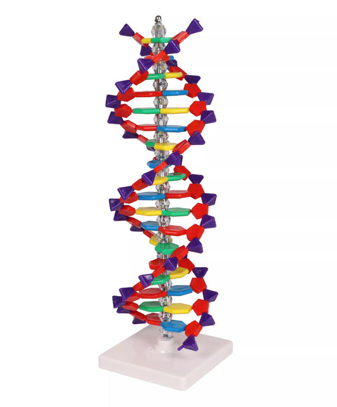 Dublu helix ADN
