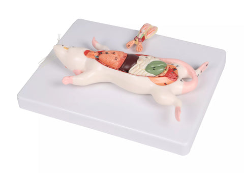 Model disecție șobolan