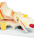 Ureche, de 3 ori mărimea naturală, 4 piese - Anatomie augmentată EZ