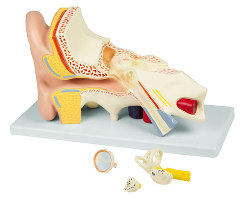 Ureche, de 3 ori mărimea naturală, 4 piese - Anatomie augmentată EZ