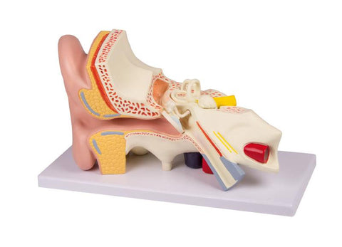 Ureche, de 3 ori mărimea naturală, 4 piese - Anatomie augmentată EZ