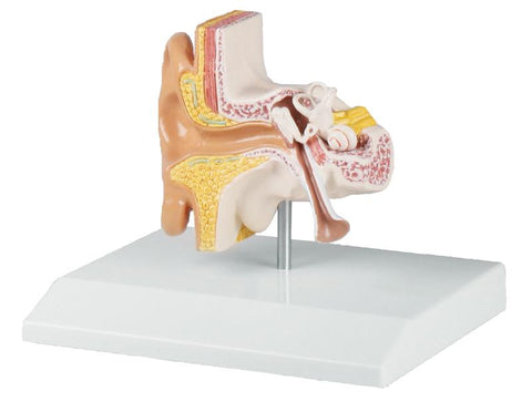 Model ureche, 1,5 ori mărime naturală - Anatomie augmentată EZ