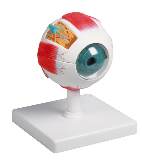 Model de ochi, de 4 ori mărimea naturală, 6 piese - EZ Augmented Anatomy