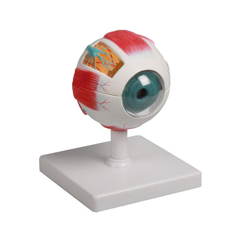 Model de ochi, de 4 ori mărimea naturală, 6 piese - EZ Augmented Anatomy