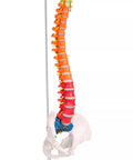 Coloană vertebrală flexibilă, didactică