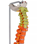 Coloană vertebrală flexibilă, didactică