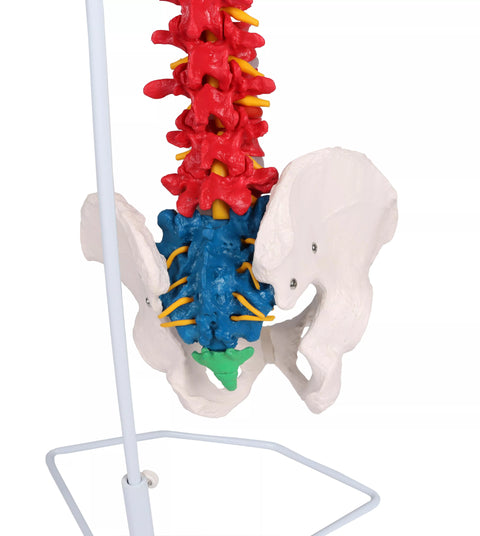 Coloană vertebrală flexibilă, didactică