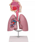 Sistem respirator uman - Anatomie augmentată EZ