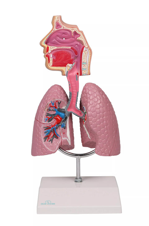 Sistem respirator uman - Anatomie augmentată EZ