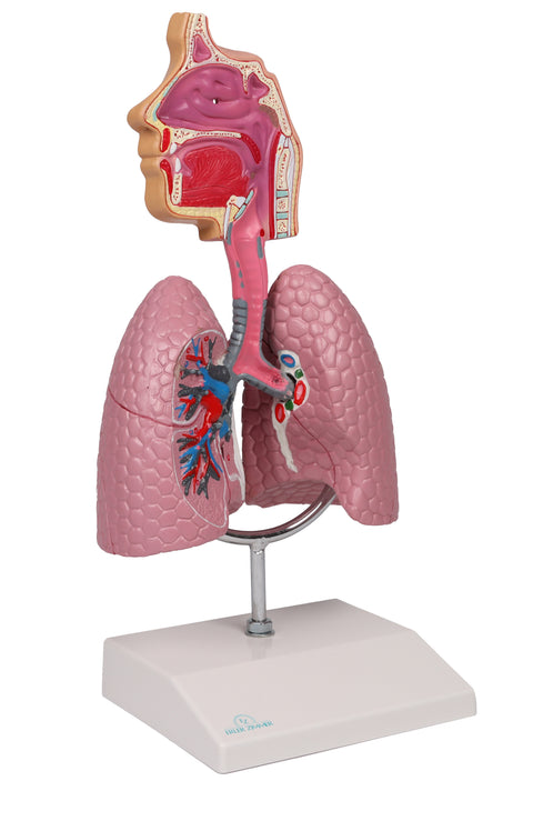 Sistem respirator uman - Anatomie augmentată EZ
