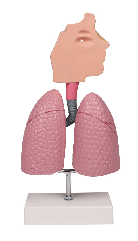 Sistem respirator uman - Anatomie augmentată EZ