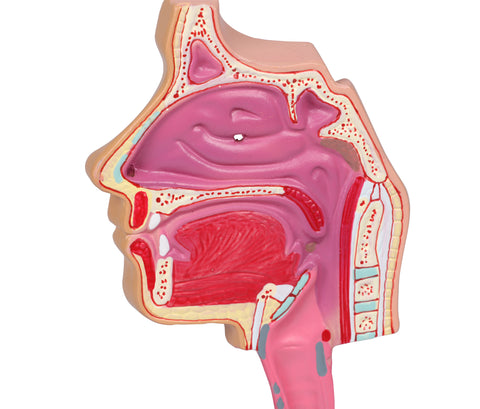 Sistem respirator uman - Anatomie augmentată EZ