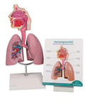 Sistem respirator uman - Anatomie augmentată EZ