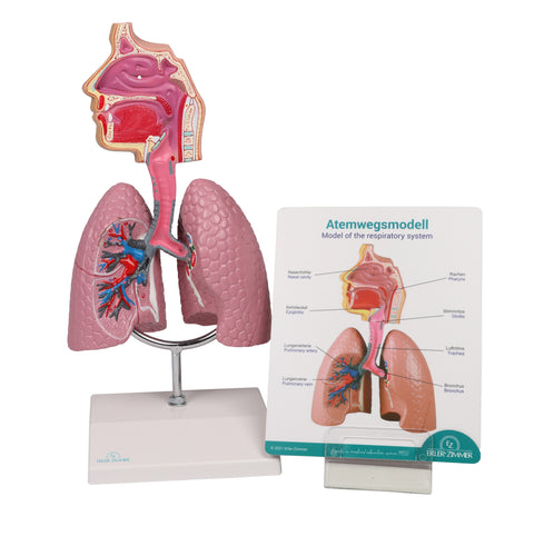 Sistem respirator uman - Anatomie augmentată EZ