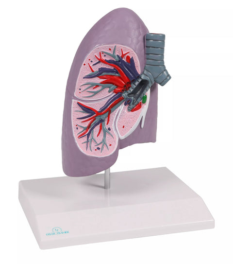 Jumătate plămân, mărime naturală - Anatomie augmentată EZ