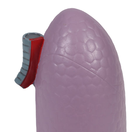 Jumătate plămân, mărime naturală - Anatomie augmentată EZ