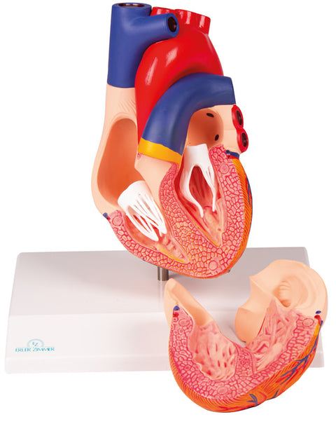 Model inimă, mărime naturală, 2 piese - Anatomie augmentată EZ