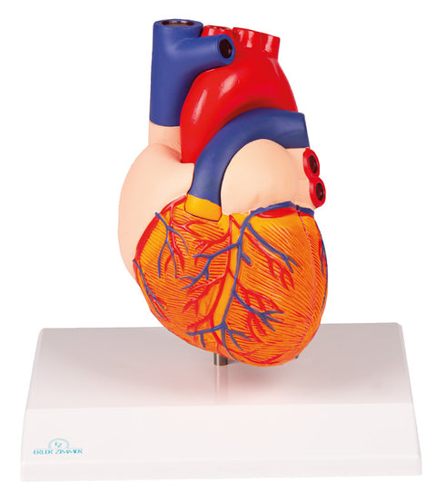 Model inimă, mărime naturală, 2 piese - Anatomie augmentată EZ