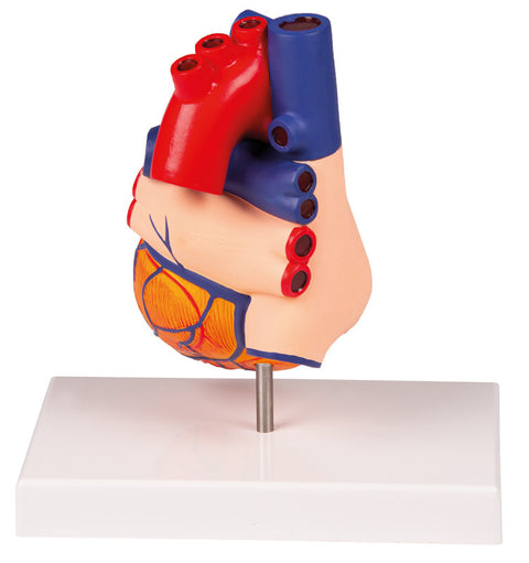Model inimă, mărime naturală, 2 piese - Anatomie augmentată EZ