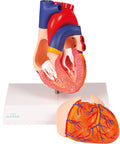 Model inimă, mărime naturală, 2 piese - Anatomie augmentată EZ
