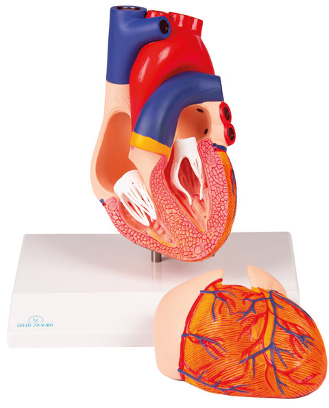 Model inimă, mărime naturală, 2 piese - Anatomie augmentată EZ