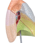 Model plămân, didactic, 2 piese