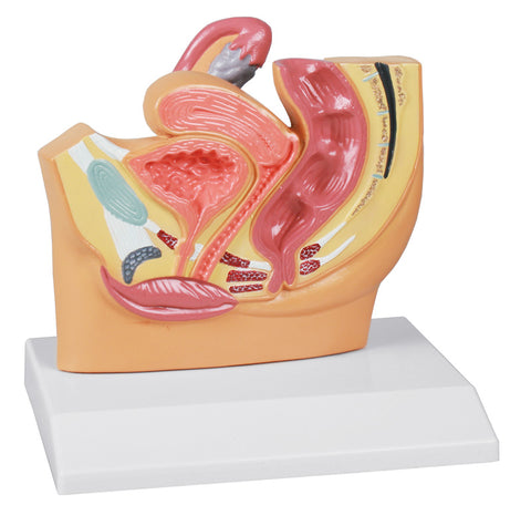 Secțiune bazin feminin, mărime redusă - Anatomie augmentată EZ