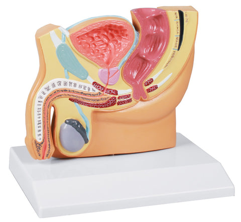 Secțiune bazin masculin, mărime redusă - EZ Augmented Anatomy