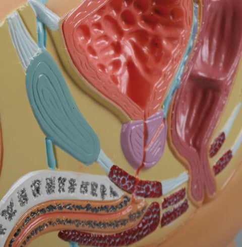Secțiune bazin masculin, mărime redusă - EZ Augmented Anatomy