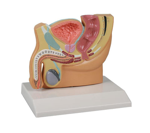 Secțiune bazin masculin, mărime redusă - EZ Augmented Anatomy