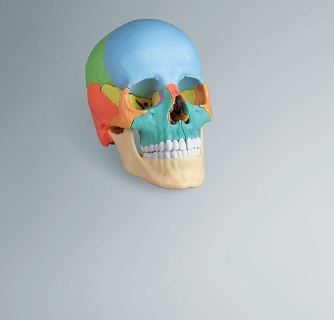 Craniu Osteopatic „EZ Augmented Anatomy"