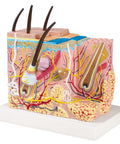 Model bloc de piele - Anatomie augmentată EZ