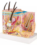 Model bloc piele - Anatomie augmentată EZ