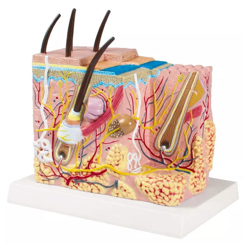 Model bloc piele - Anatomie augmentată EZ