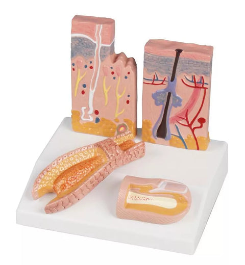 Model desktop piele-păr-unghie - Anatomie augmentată EZ